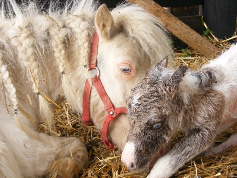 Rencontre avec les poulains miniatures