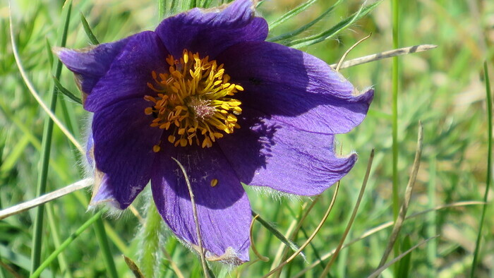 Flore printanière sur les coteaux de la Seine
