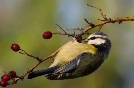 Balade découverte des baies sauvages et oiseaux du bocage - Ferme-musée du Cotentin