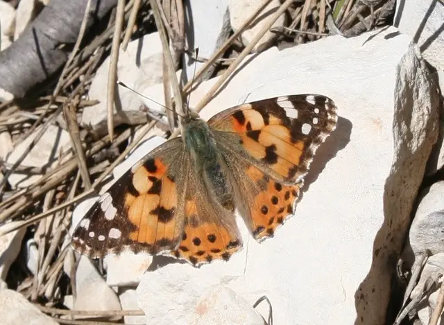 Les papillons de la colline de la Bruyère