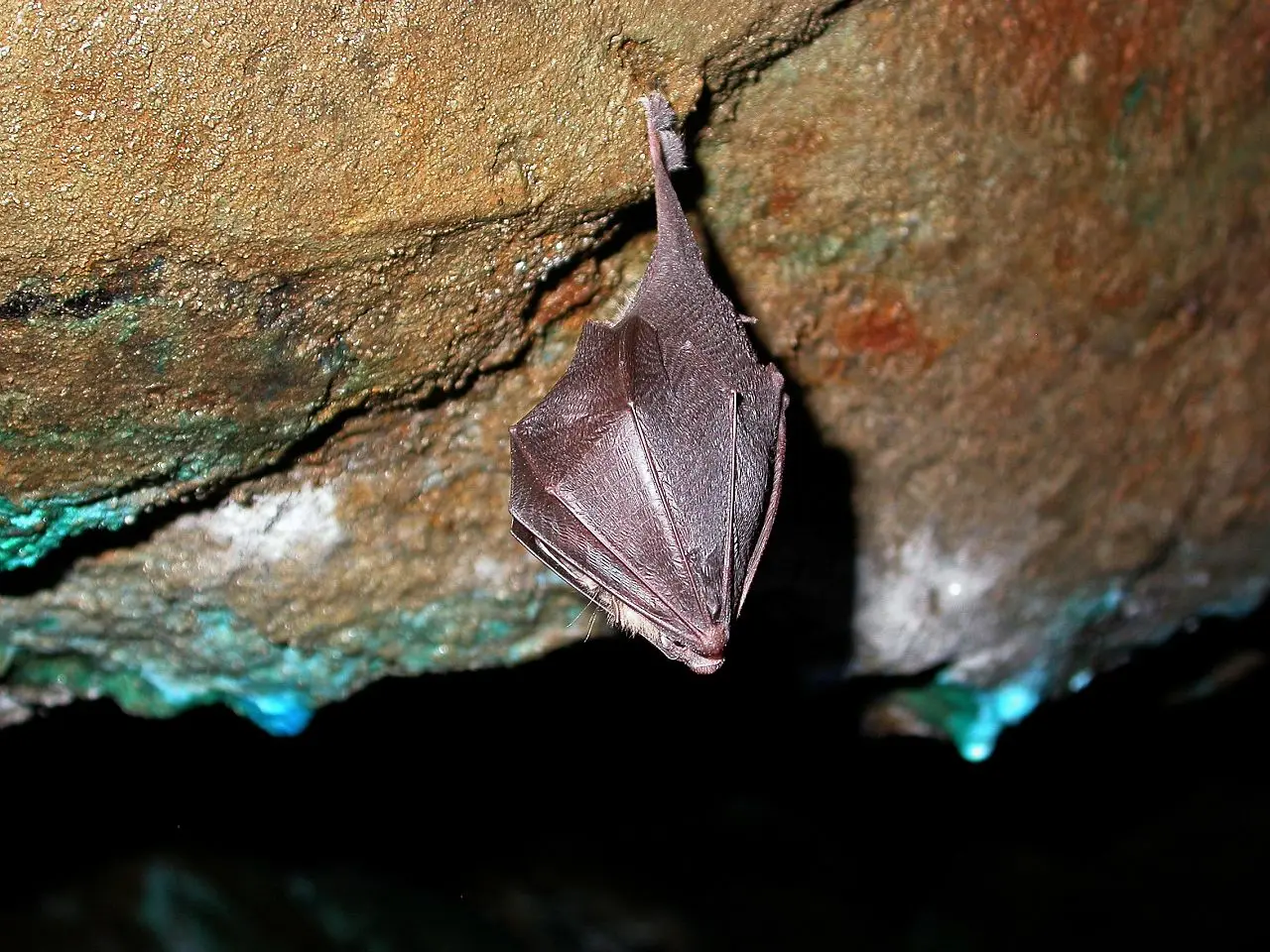 Atlas de la biodiversité communale d’Isola - Nuit de la chauve-souris.
