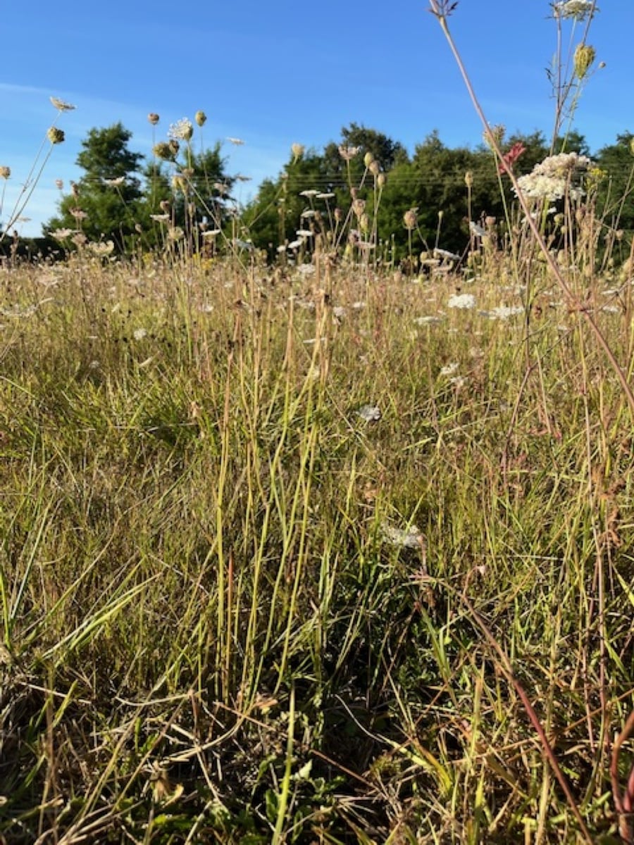 Atelier tout public : balade dans les prairies naturelles