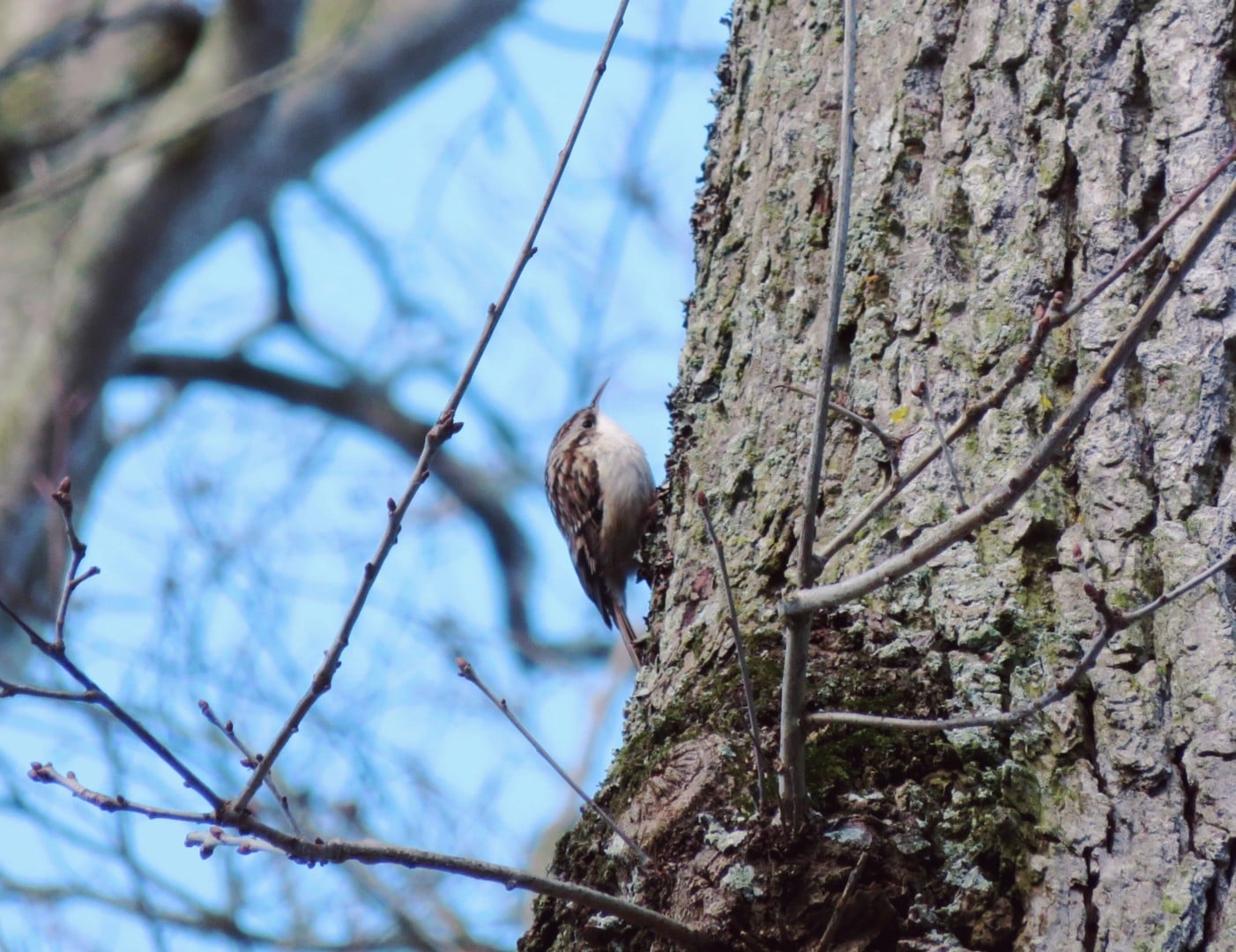 À la rencontre des oiseaux forestiers