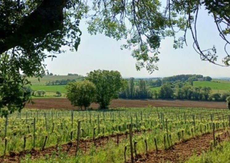 Balade œnotouristique au cœur des vignes