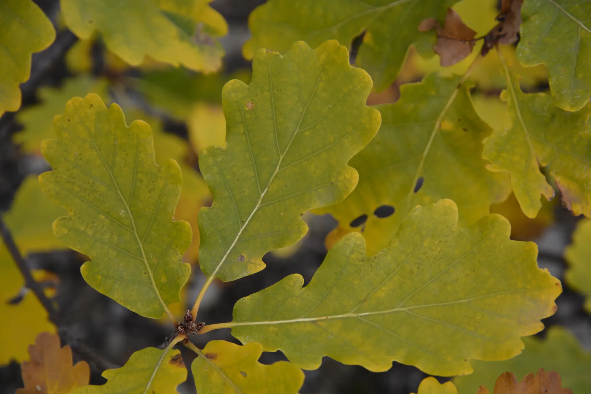 Animation feuilles vagabondes