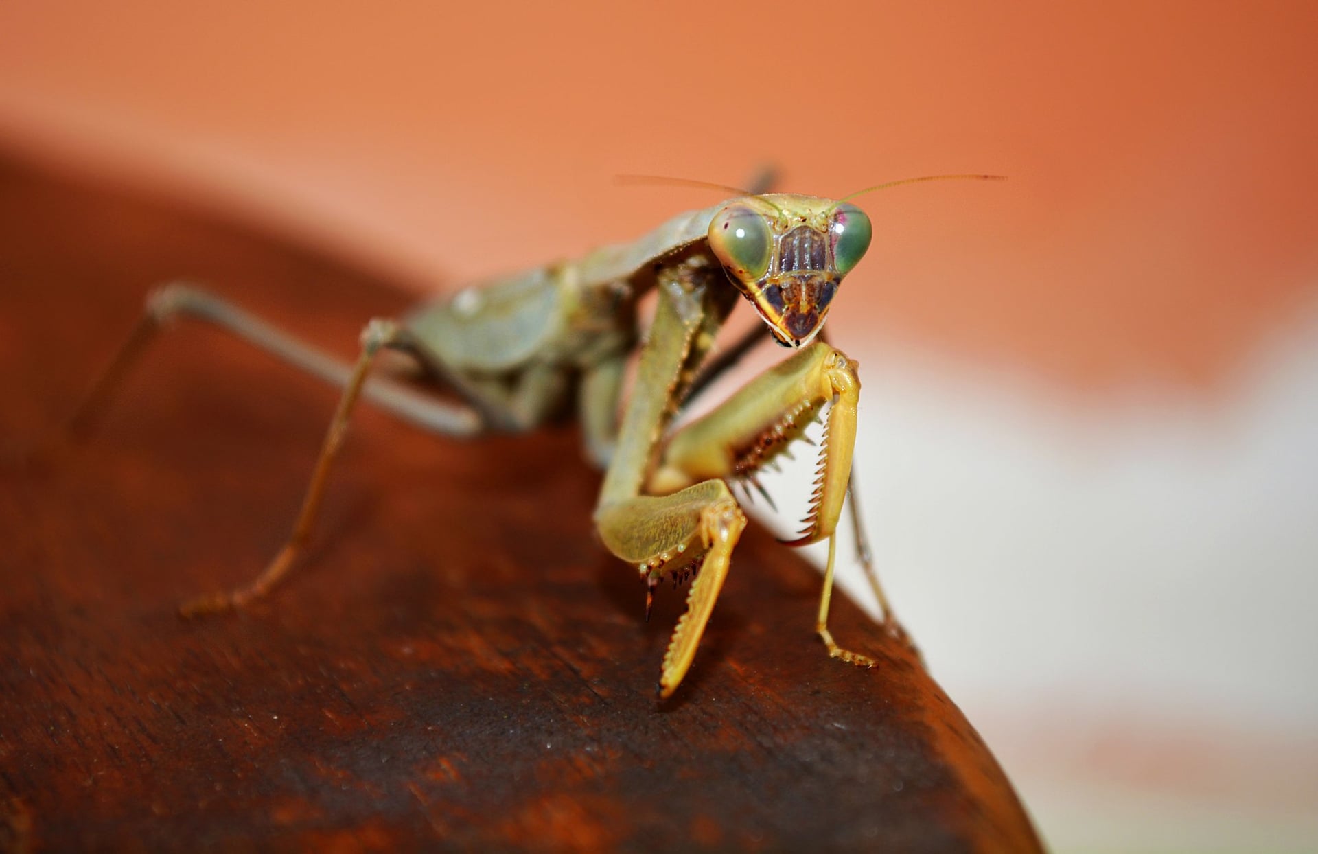 Atelier à la découverte des insectes (dès 5 ans)