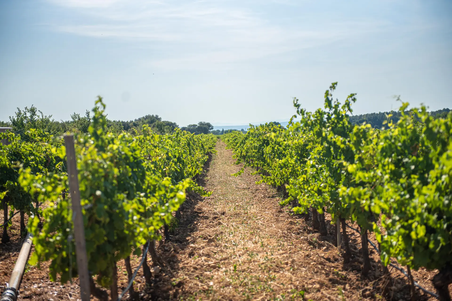 Balade à vélo dans les vignobles du domaine La Croix Chabrières