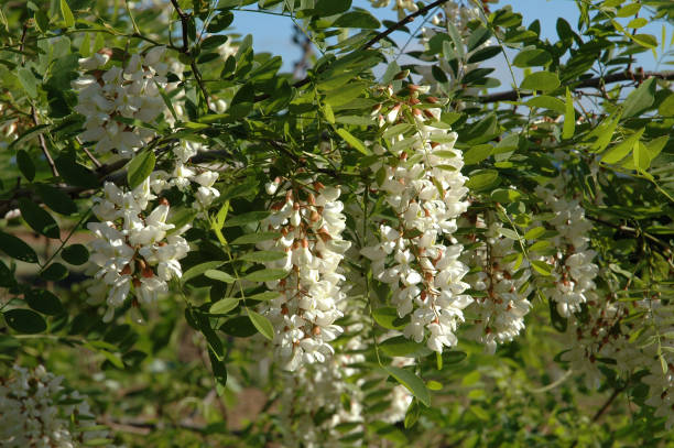 37ème Fête des Beignets aux fleurs d'acacia & Vide-grenier