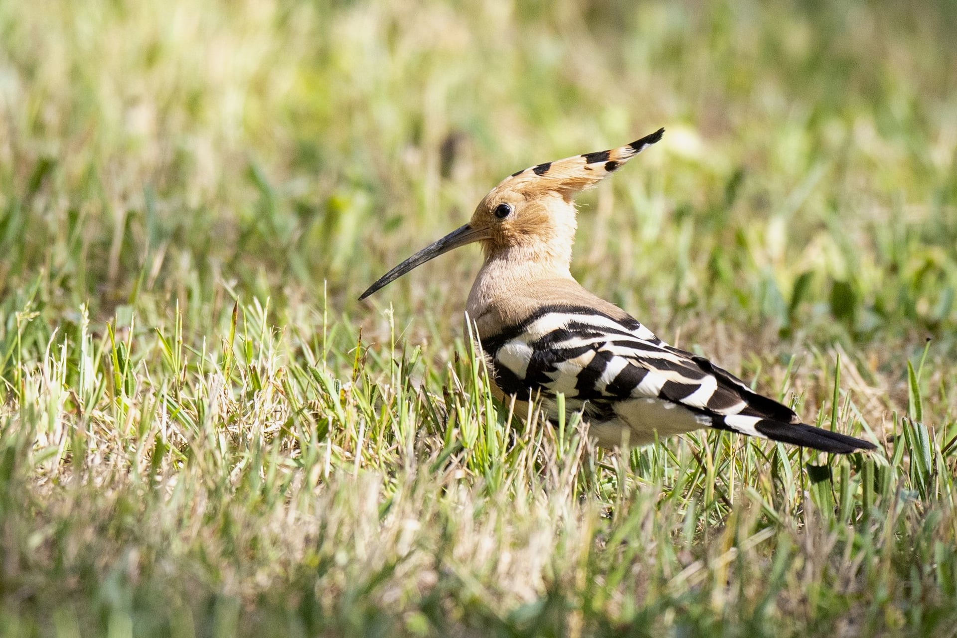 Le Chant des Oiseaux