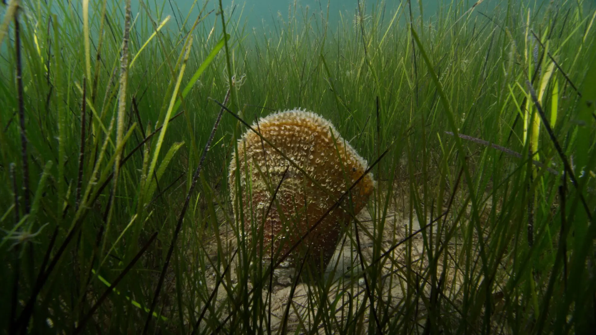 Projection du Film « Avant que la Grande Nacre meure » en présence des réalisateurs et Débat