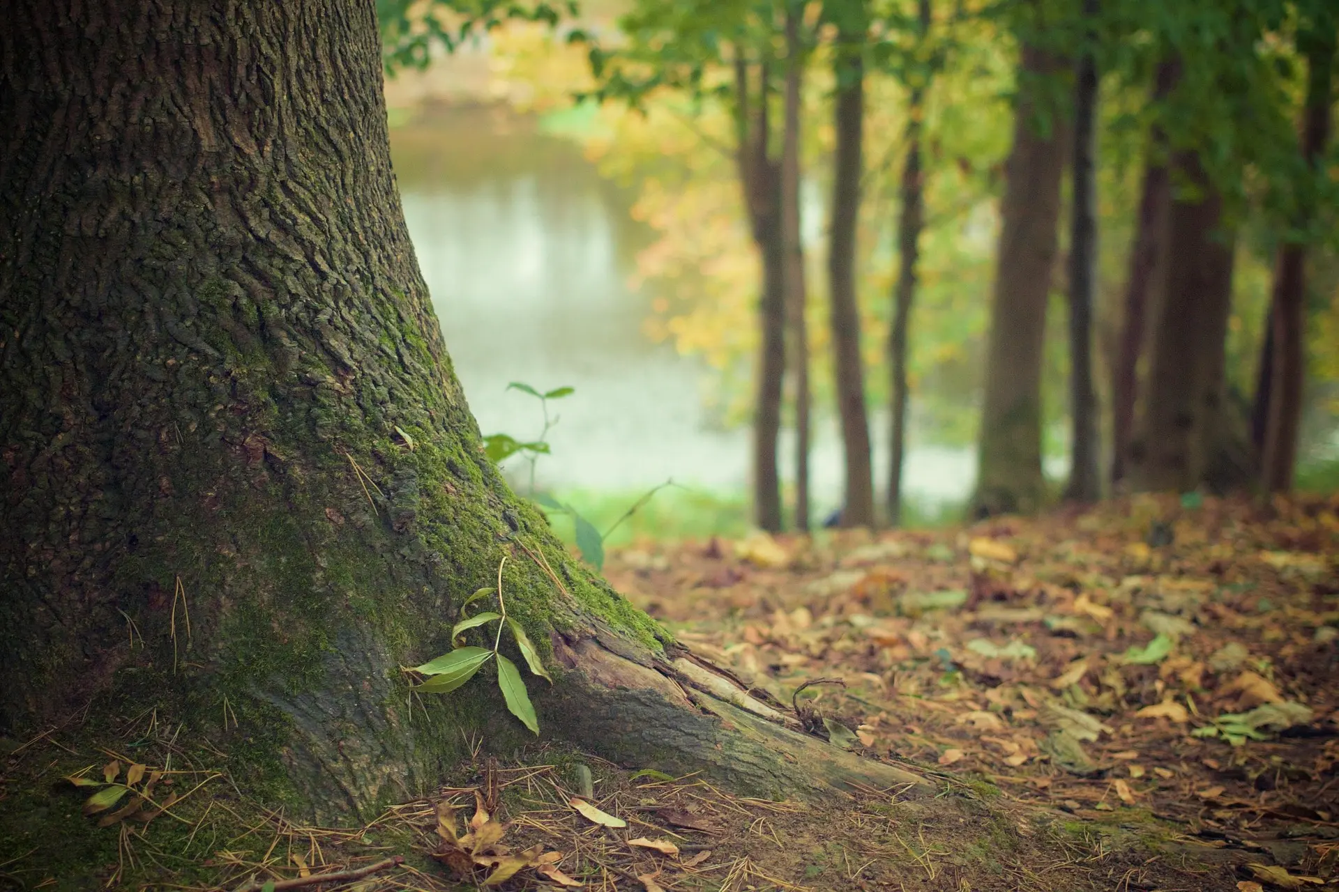 Conférence "L'arbre cache la forêt, mais les cernes racontent la vie de l'arbre"