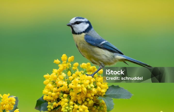 Initiation aux chants d'oiseaux