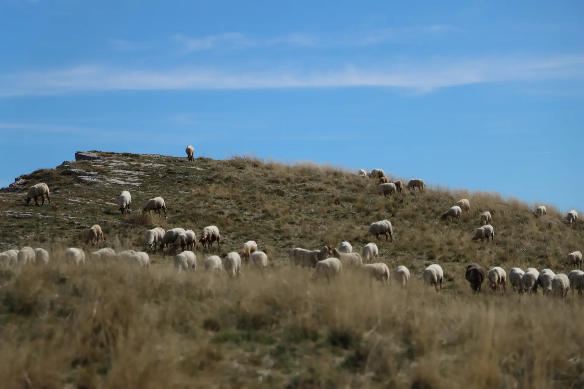 Médiation pastorale : visite de la ferme de Bramefan