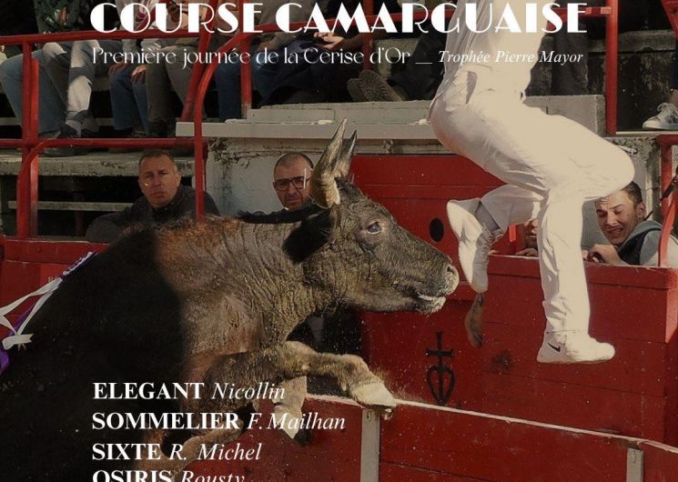 Course Camarguaise – 1ère journée de la Cerise d’Or