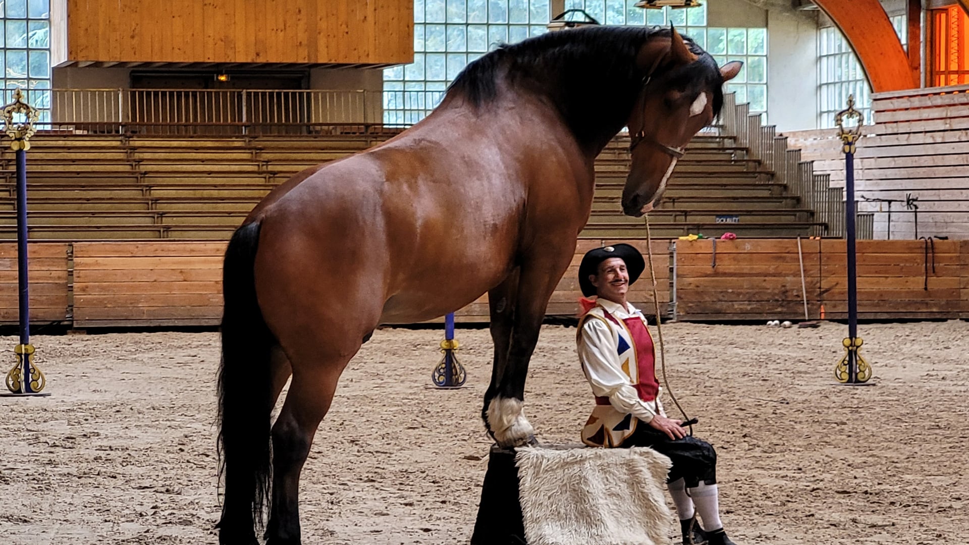 Démonstration équestre « Présentation des races »