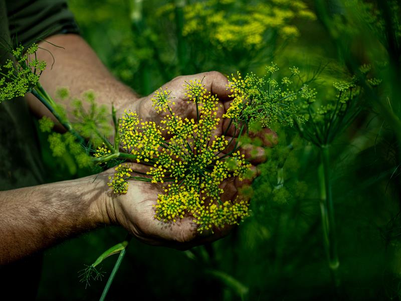 Sortie - Cueillette sauvage