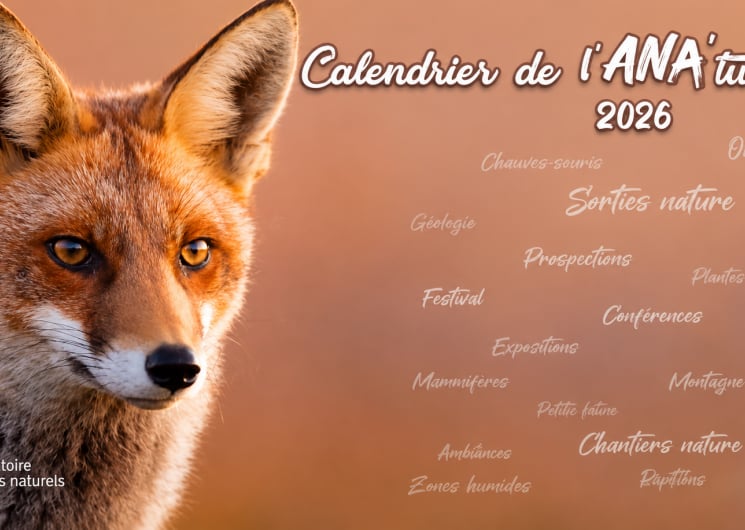 Micro-safari en herbe