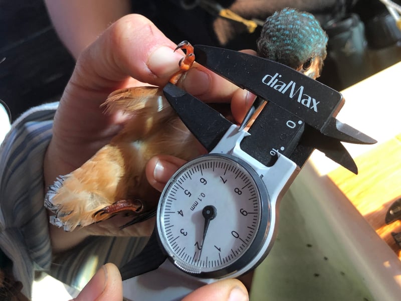 Bague à la patte à Terres d'Oiseaux