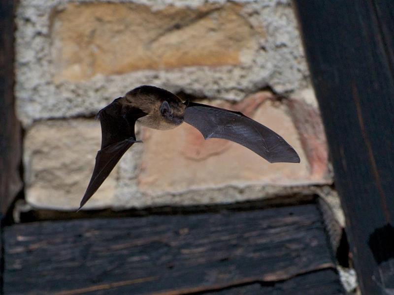 Rendez-vous nature : À la rencontre des chauve-souris