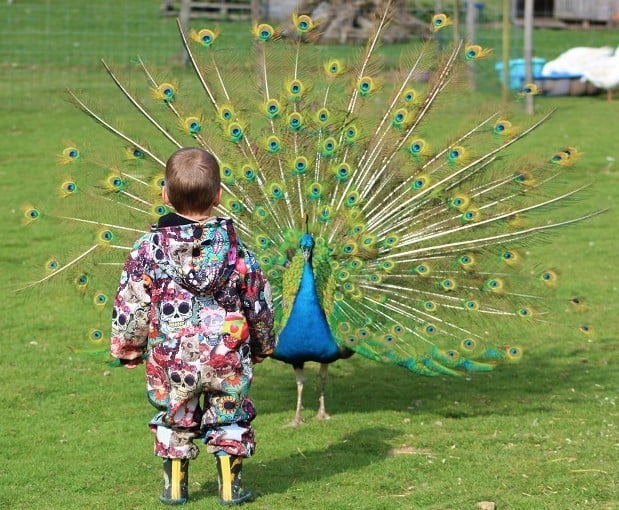 Atelier bébés fermiers 0 à 4 ans