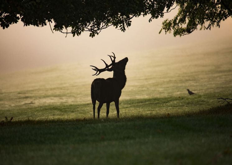 SOIRÉE BRAME DU CERF