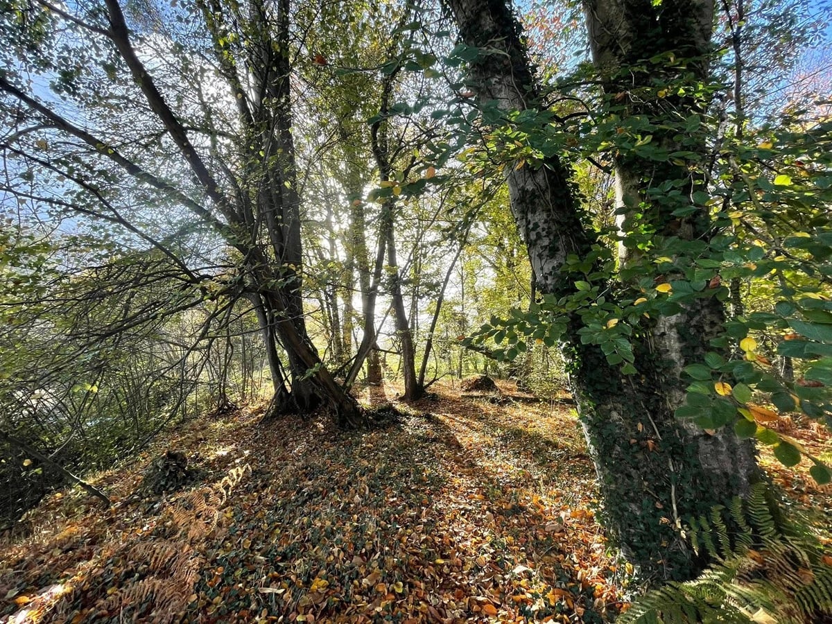 Sophro'balade au bois d'Ardennes