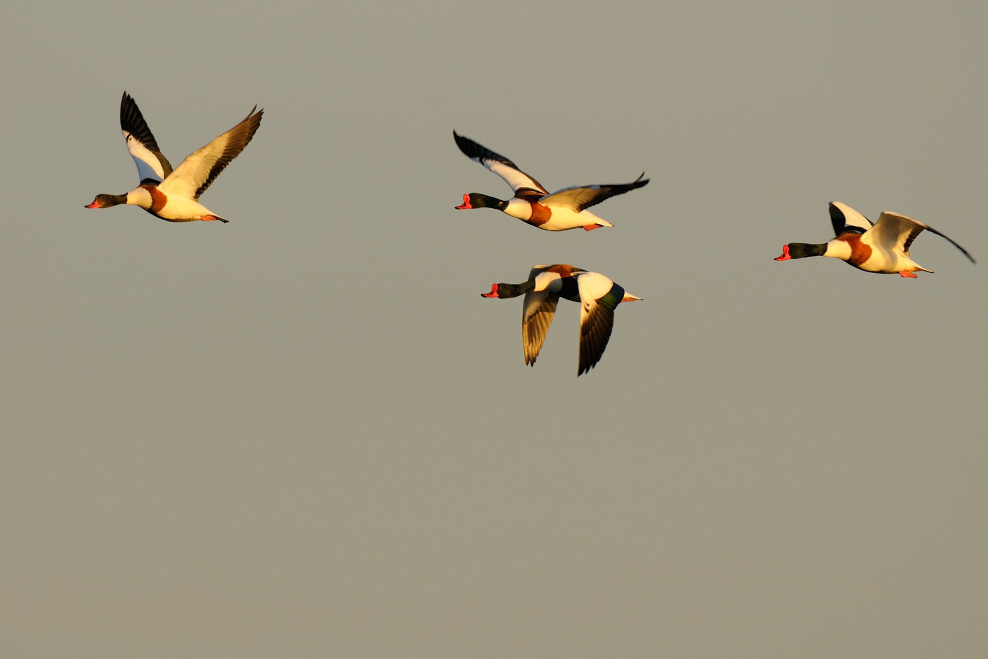 Balade à deux voix : déambulation poétique dans la Réserve ornithologique du Teich