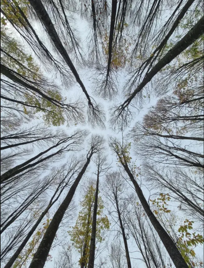 Balade contée : histoires d'arbres