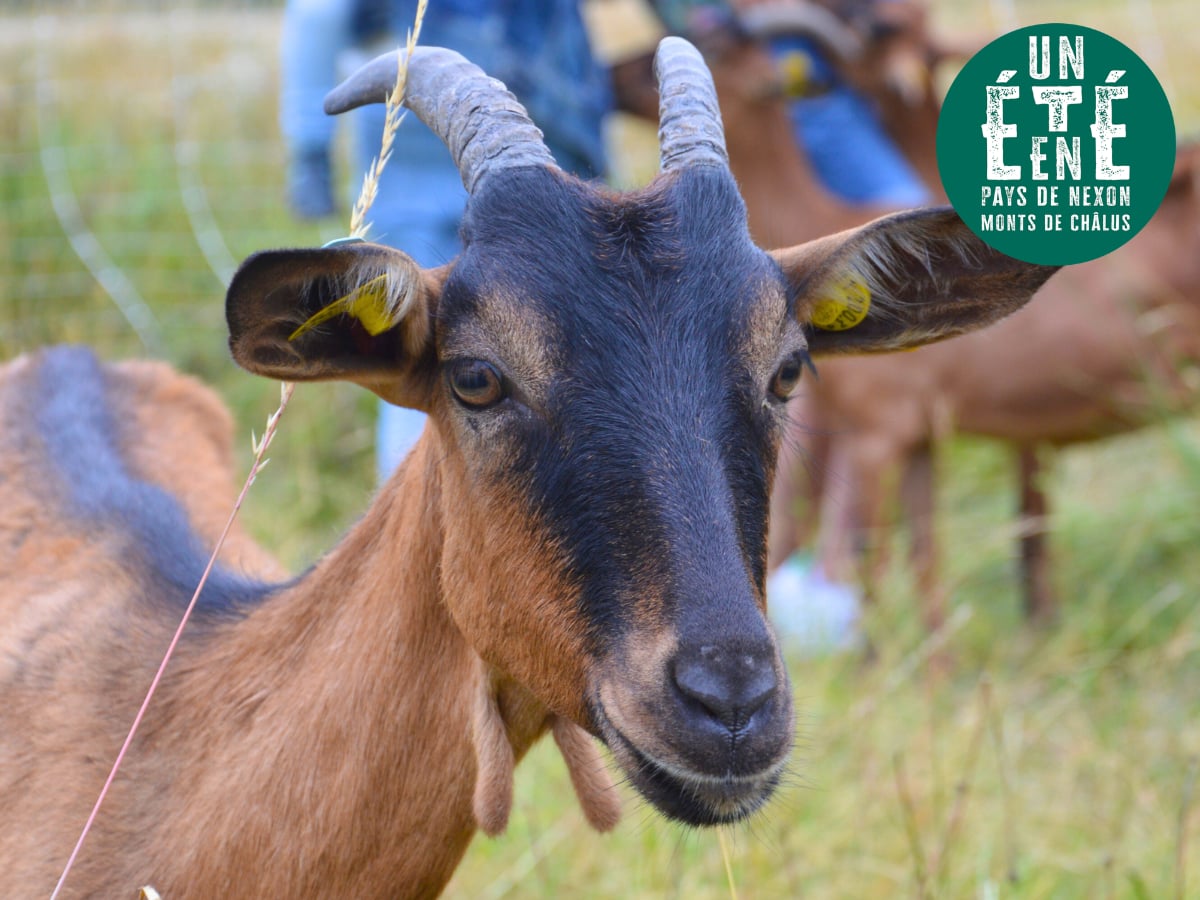 À la rencontre des producteurs - La chèvrerie d'Anne Paraud
