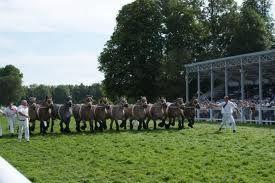 Concours national de chevaux ardennais