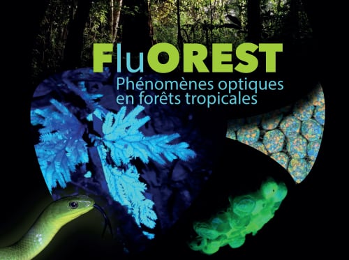 Exposition FluOREST - Phénomènes optiques en forêts tropicales
