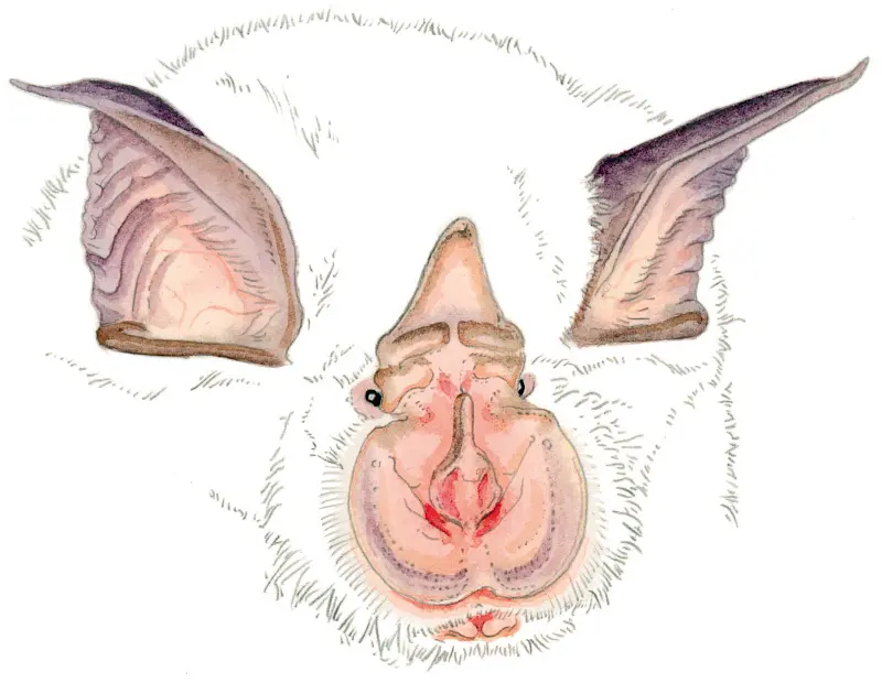 A la découverte des chauves-souris de l'Eglise d'Entraunes