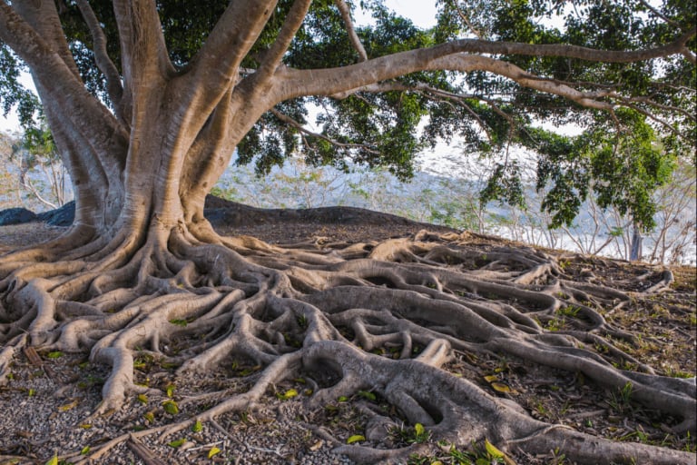 Playlist Arbres et nature