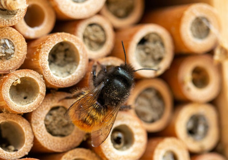 Événement Nature & Vous - Bienvenue aux petits habitants du jardin !