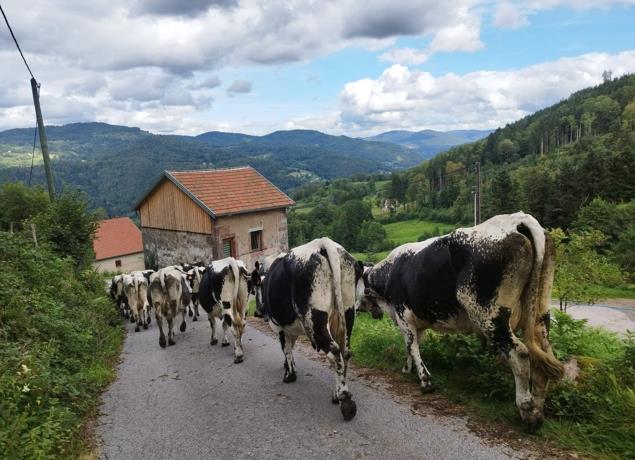 La transhumance de la Ferme Au Petit Gravier