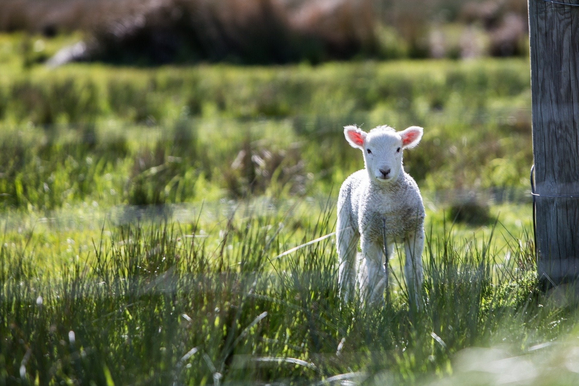 Sortie Nature : Du soleil sur les chaumes...