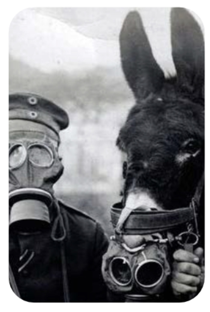 LES ANIMAUX DANS LA GUERRE