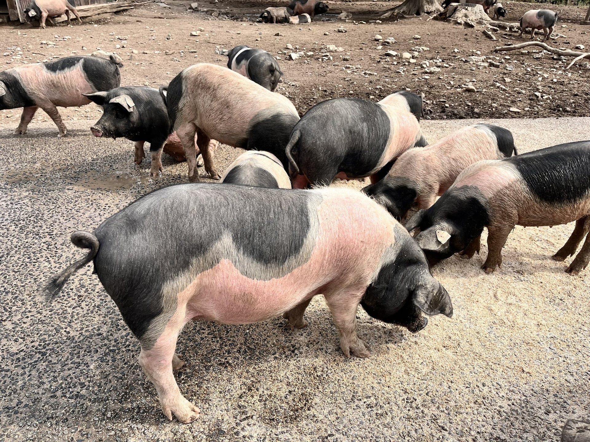 Un cochon bien de chez nous !