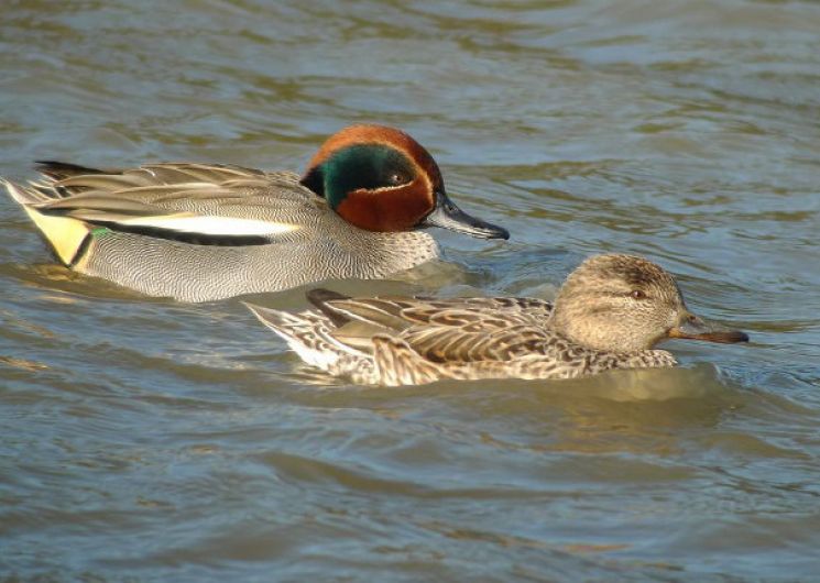 Animation de la LPO : Oiseaux migrateurs au Lac de Bannac