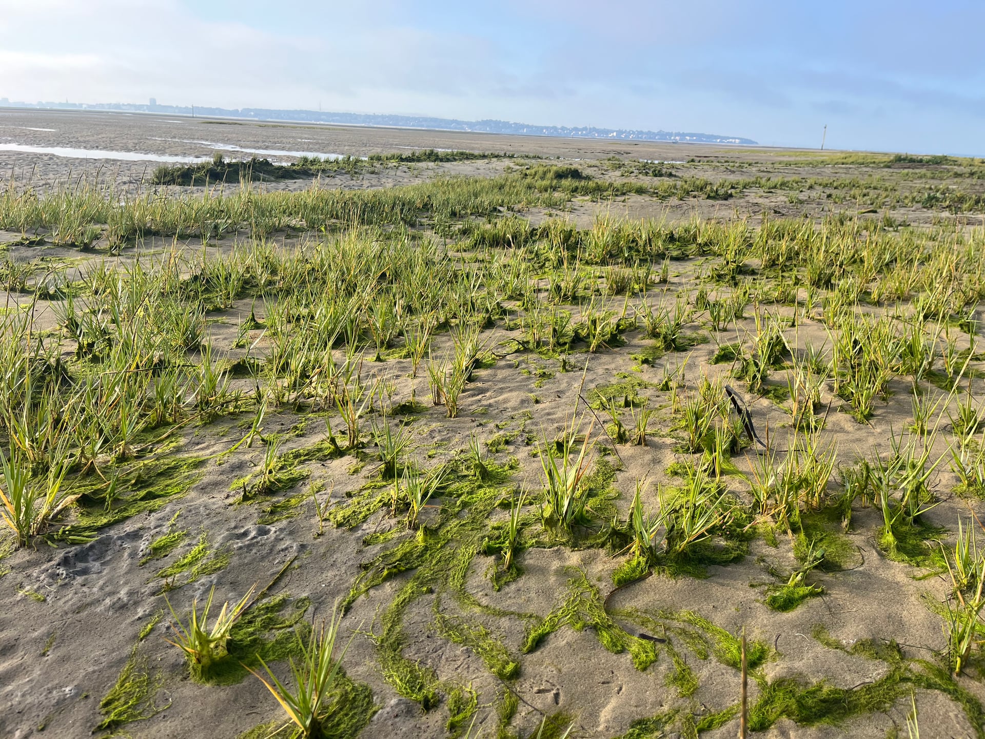 Chantier participatif : arrachage de la spartine anglaise
