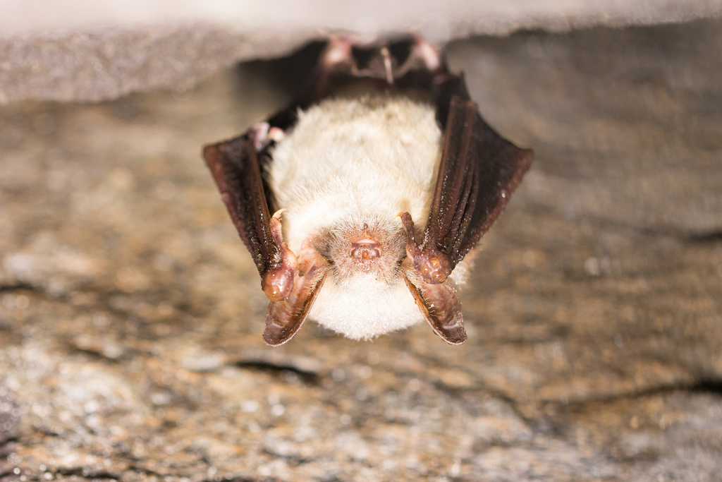 ESCAPADE AILÉE : TOUT SAVOIR SUR LES CHAUVES-SOURIS HÉRAULTAISES