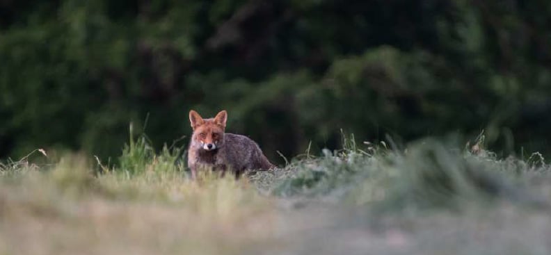 Le monde de la nuit - Dimanche Nature
