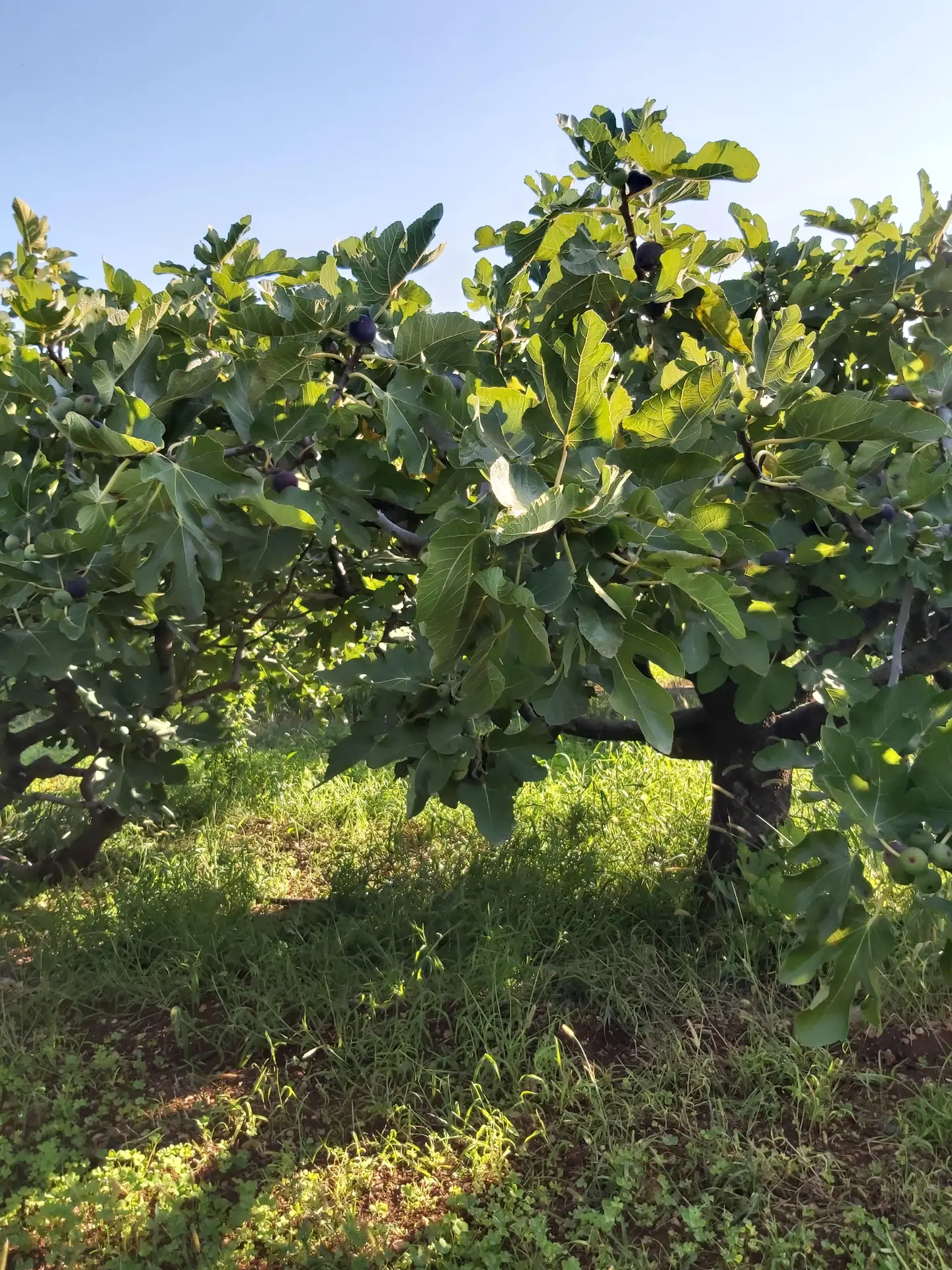 La figue de Solliès AOP, du verger à la coopérative
