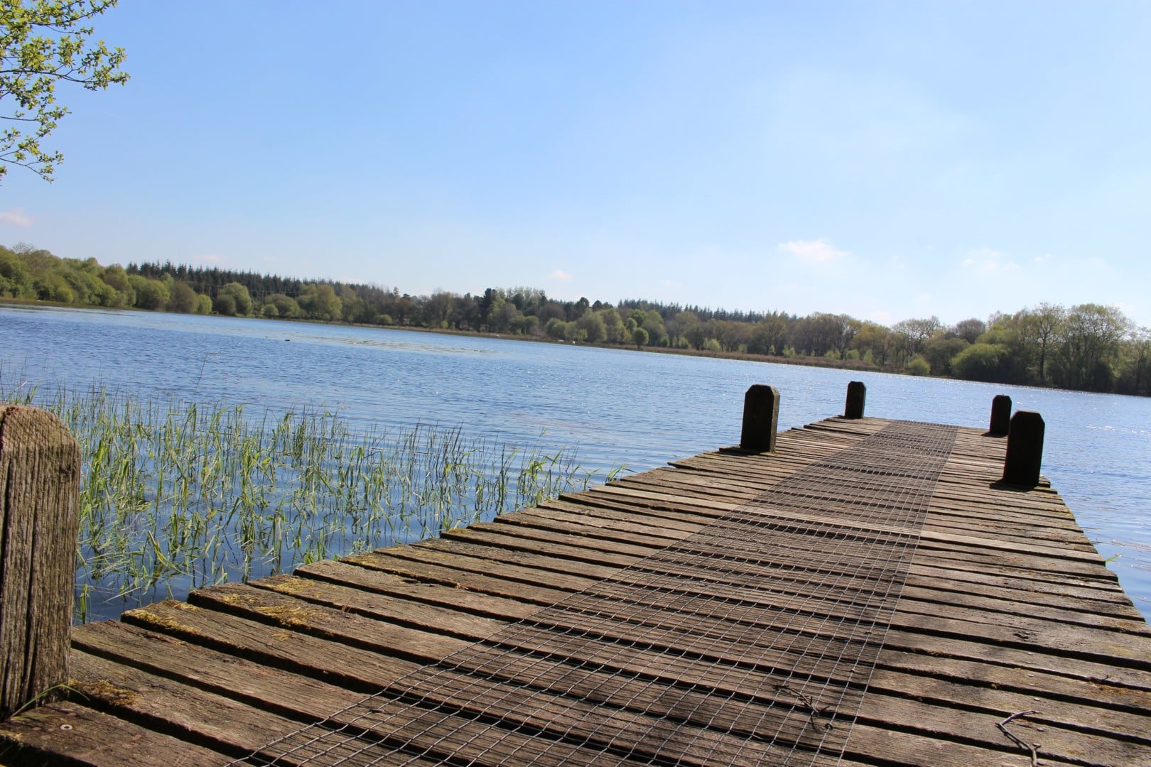 Flore des prairies et des landes