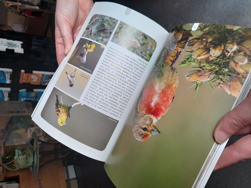 Atelier-nature (6-12 ans) : à la découverte des oiseaux