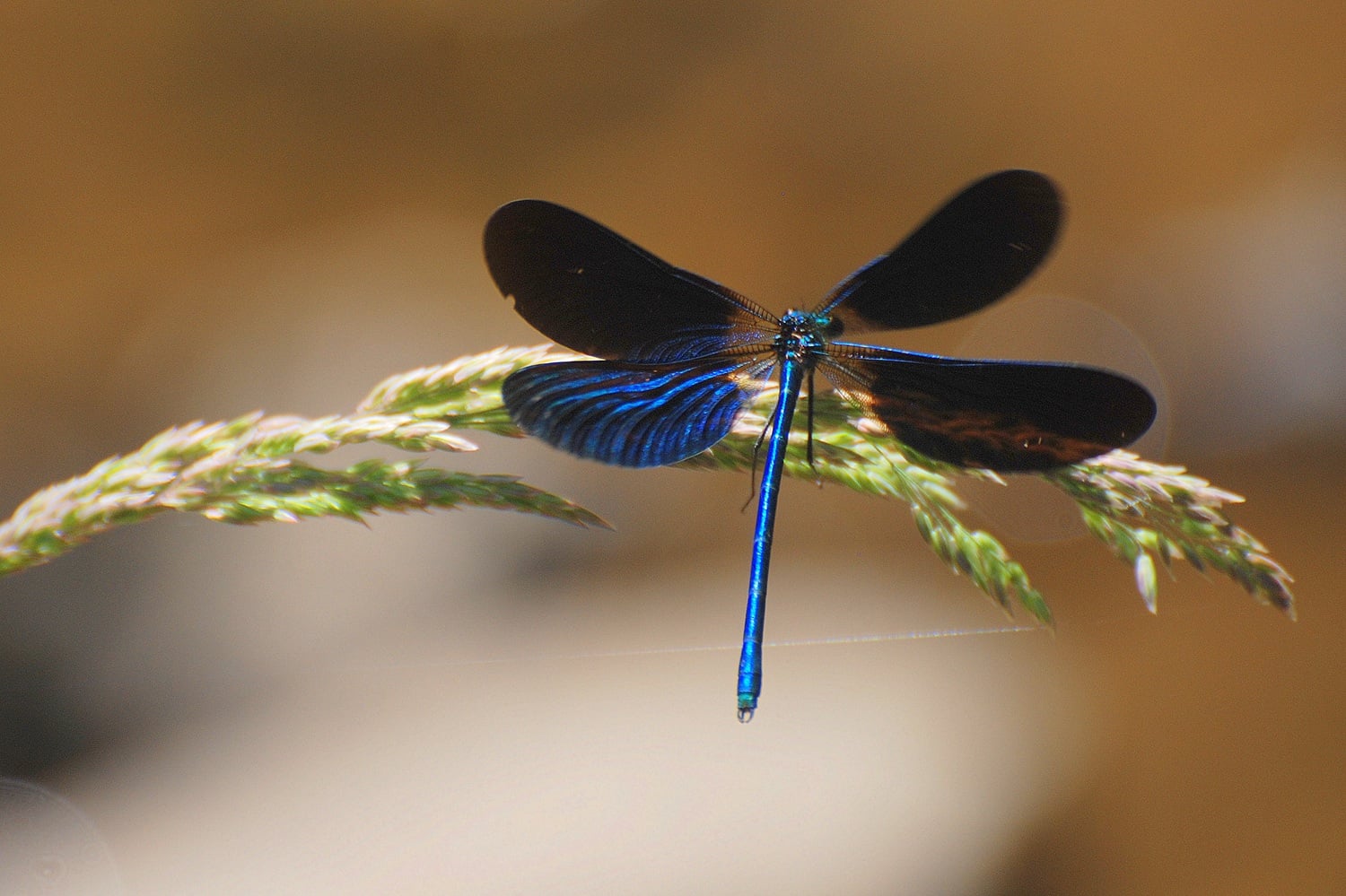 Eté actif - « Libellules »