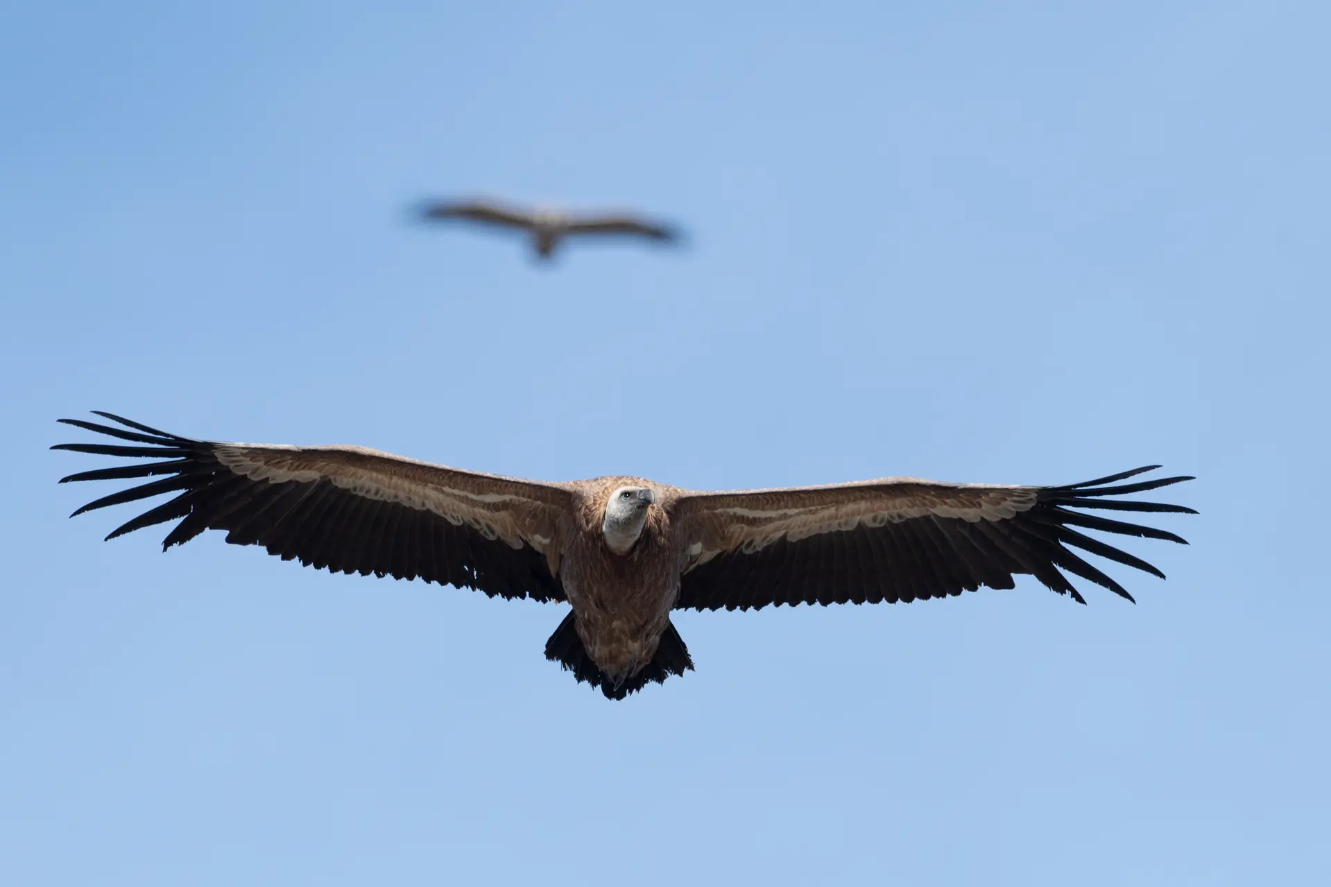 Rapaces diurnes : qui sont-ils, comment vivent-ils ?