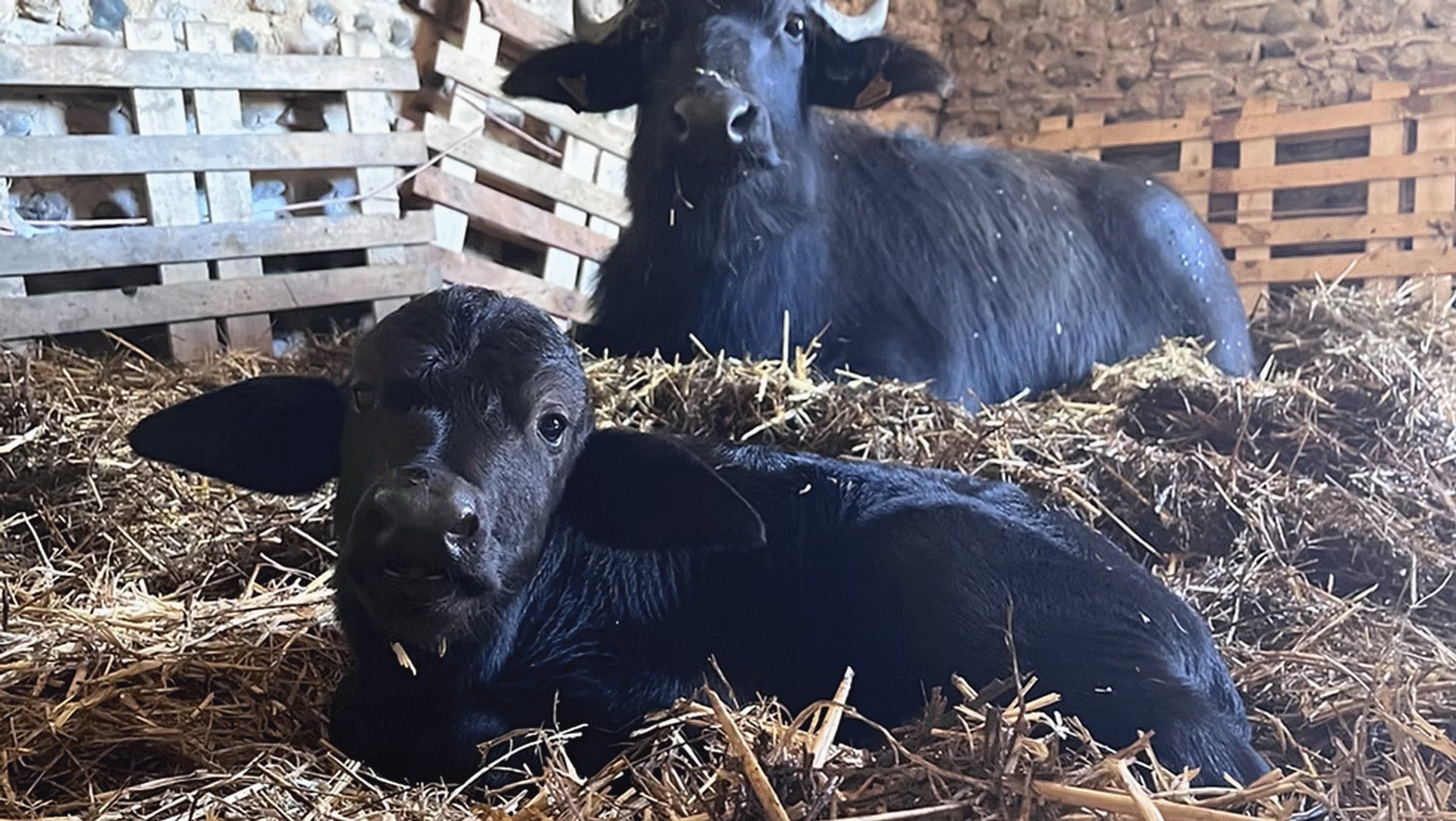 100 lieux 100 massages : Ancrage en Pyrénées