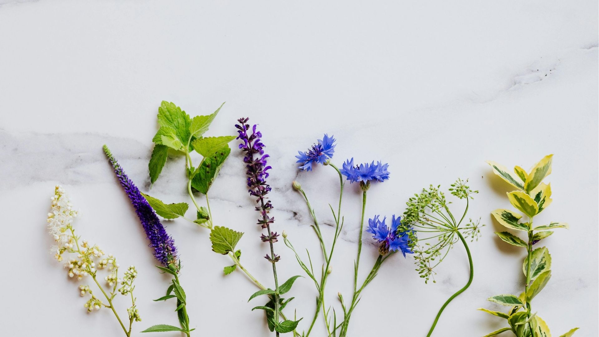 Sortie CPIE : Plantes sauvages comestibles