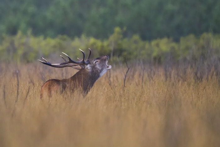 48h Nature de Nouvelle Aquitaine : le brame du cerf